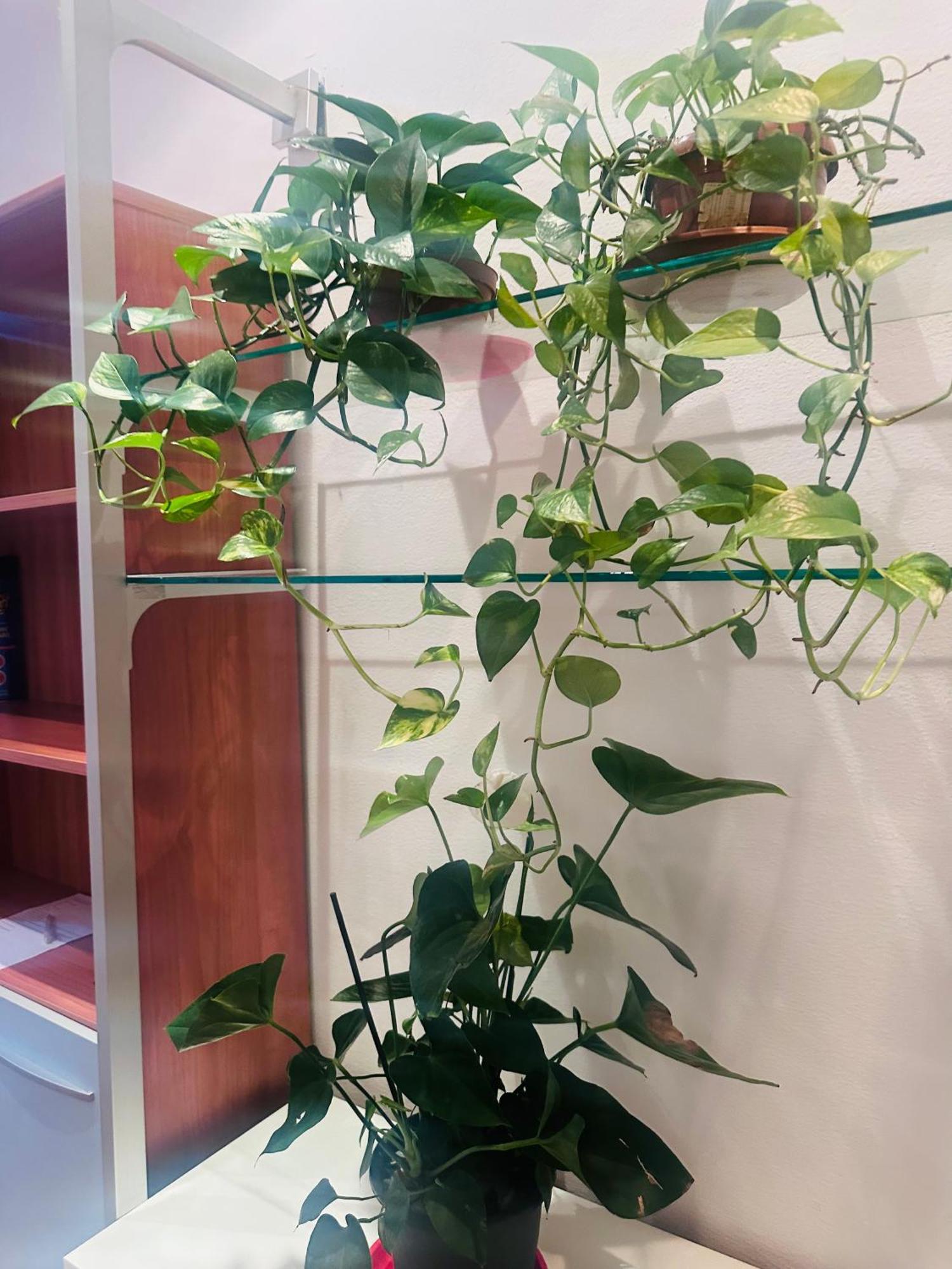 Entire 3 Bed Apartment,centrum * Génova